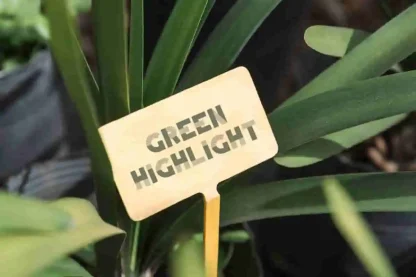 Green Highlight
